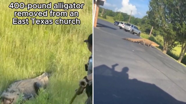 A 400-pound alligator is being removed from a grassy area near a church by a police officer in East Texas.