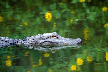 A close-up of a crocodile's head partially submerged in calm water with green and yellow reflections.