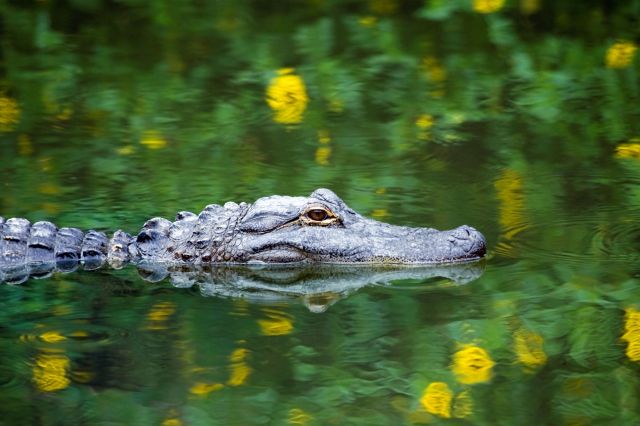 A close-up of a crocodile's head partially submerged in calm water with green and yellow reflections.