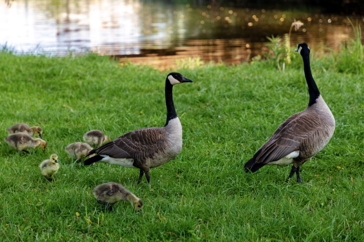 A pair of adult geese stands near a group of fluffy goslings on green grass by a water body.
