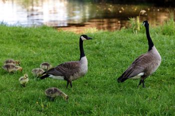 A pair of adult geese stands near a group of fluffy goslings on green grass by a water body.
