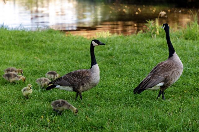 A pair of adult geese stands near a group of fluffy goslings on green grass by a water body.