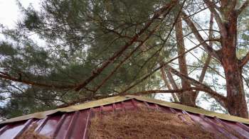 A close-up view of a red metal roof with pine branches overhead.