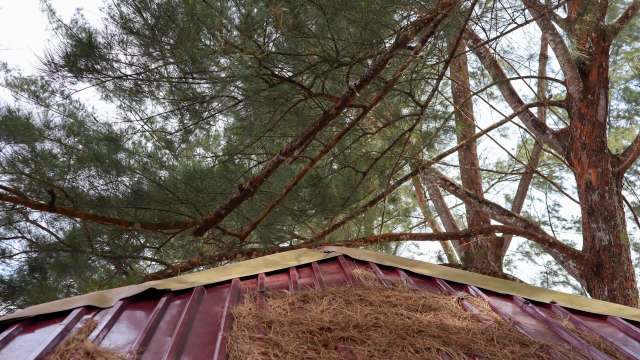 A close-up view of a red metal roof with pine branches overhead.
