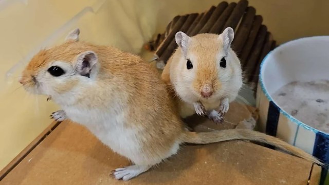 Two gerbils with light brown fur in a habitat enclosure.