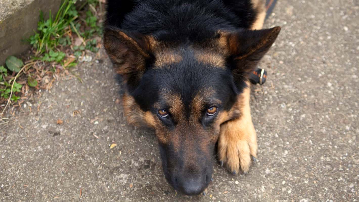 A close-up of a German Shepherd resting its head on the ground with a calm expression.