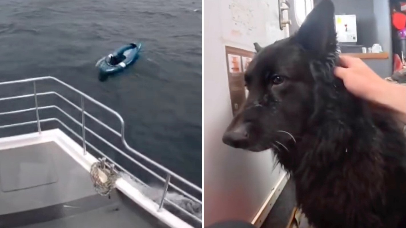 A dark object in a kayak is seen in the water next to a boat, while a black dog enjoys a scratch nearby.