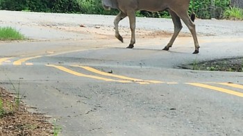 An African eland crossing a worn, curving road.