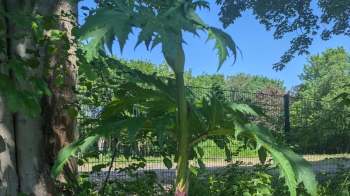 A tall, leafy plant grows beside a tree, with a clear blue sky and a fenced area in the background.