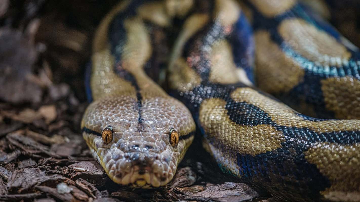 A close-up of a colorful snake resting on brown mulch, featuring distinct patterns and vivid scales.