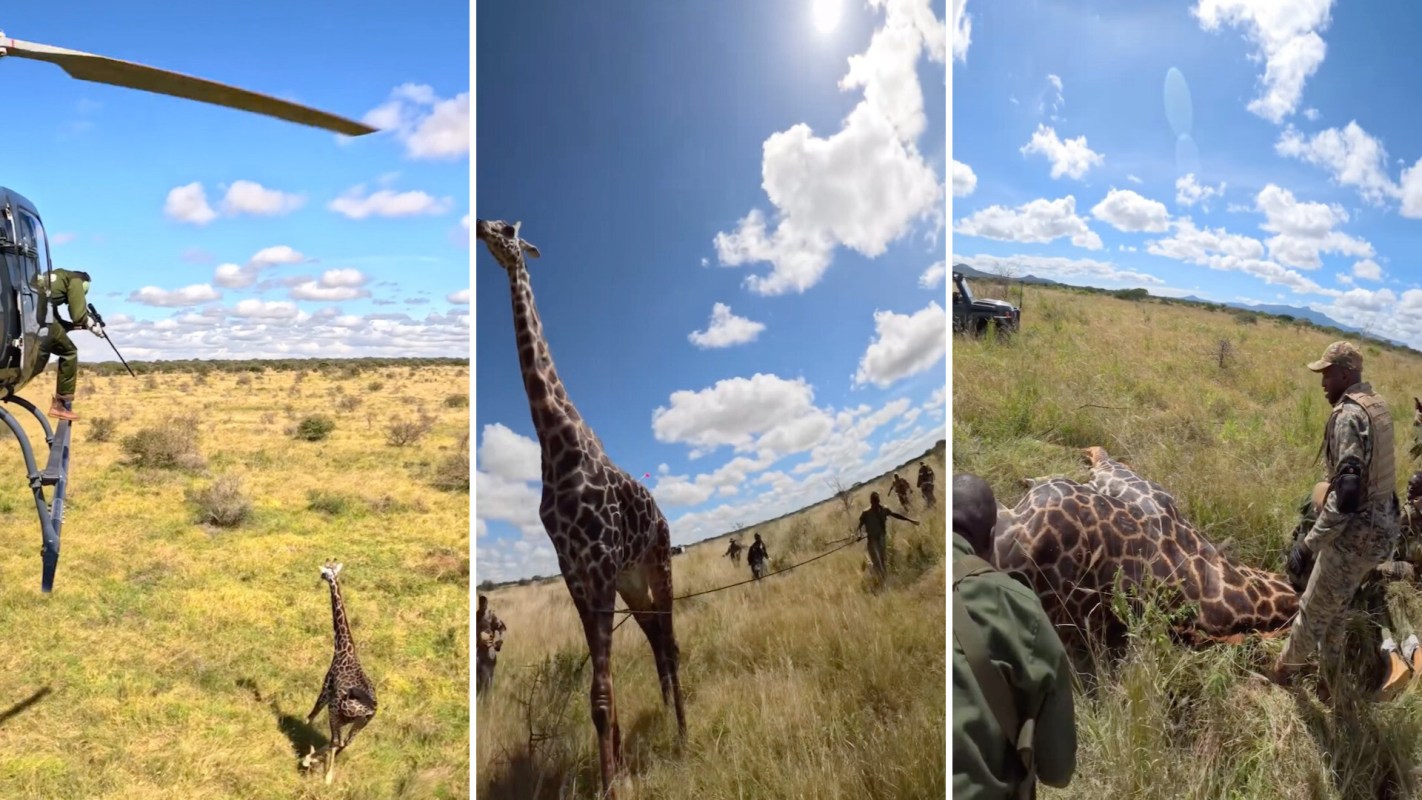 A helicopter filming a team of people capturing and handling a giraffe in a grassy landscape under a blue sky.