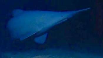 A large, blue goblin shark with a long snout swimming in dark water.