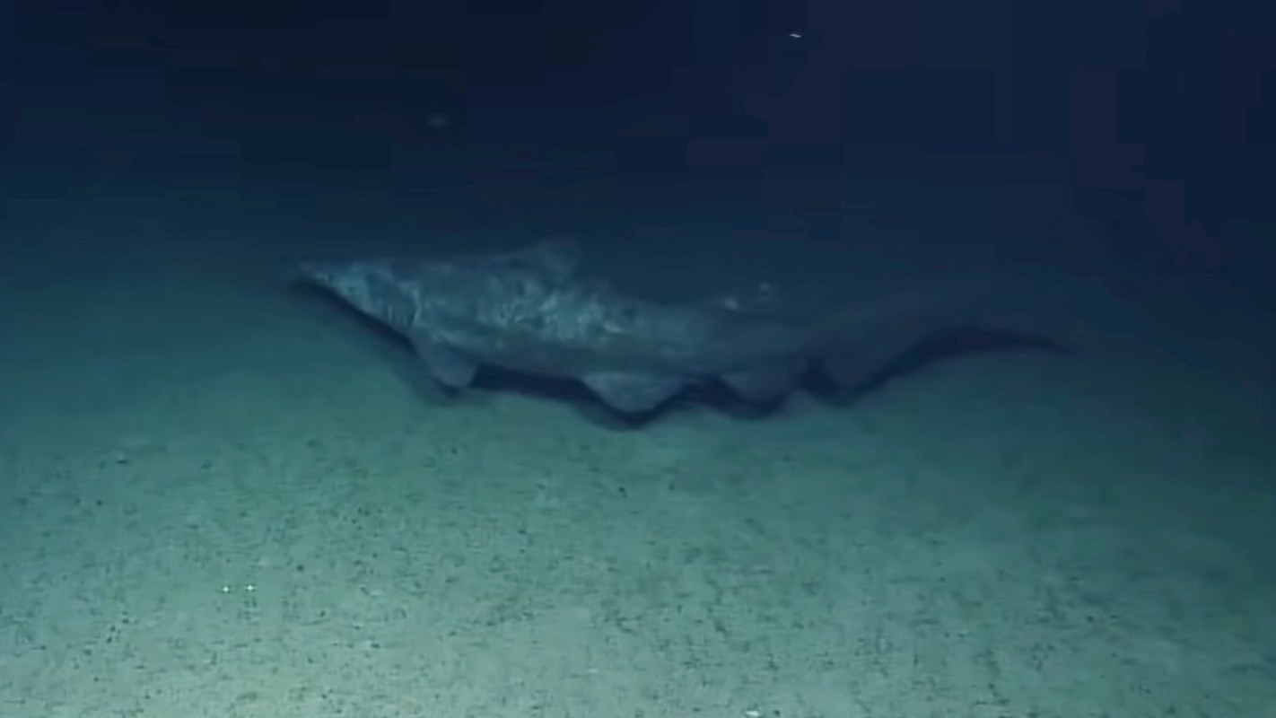 A large goblin shark swimming along the ocean floor in dimly lit water.