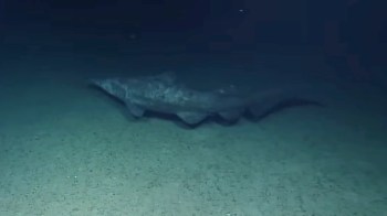 A large goblin shark swimming along the ocean floor in dimly lit water.