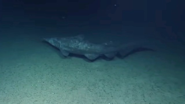 A large goblin shark swimming along the ocean floor in dimly lit water.