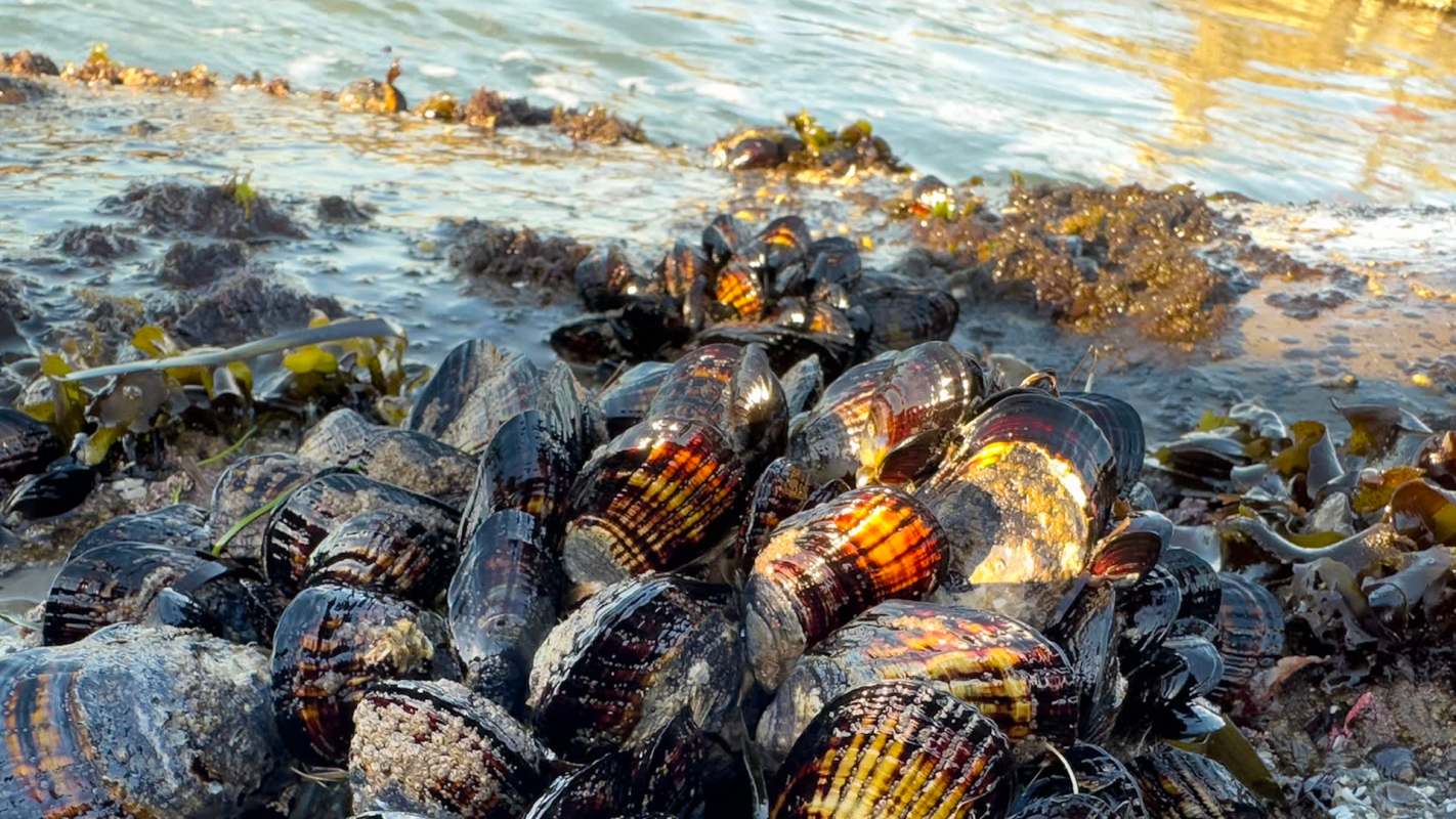 A cluster of shellfish and seaweed near a rocky shore.