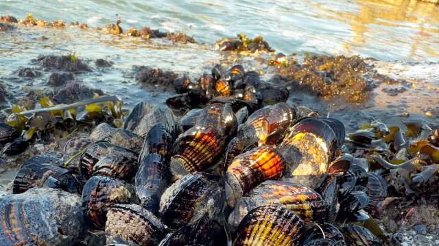 A cluster of shellfish and seaweed near a rocky shore.