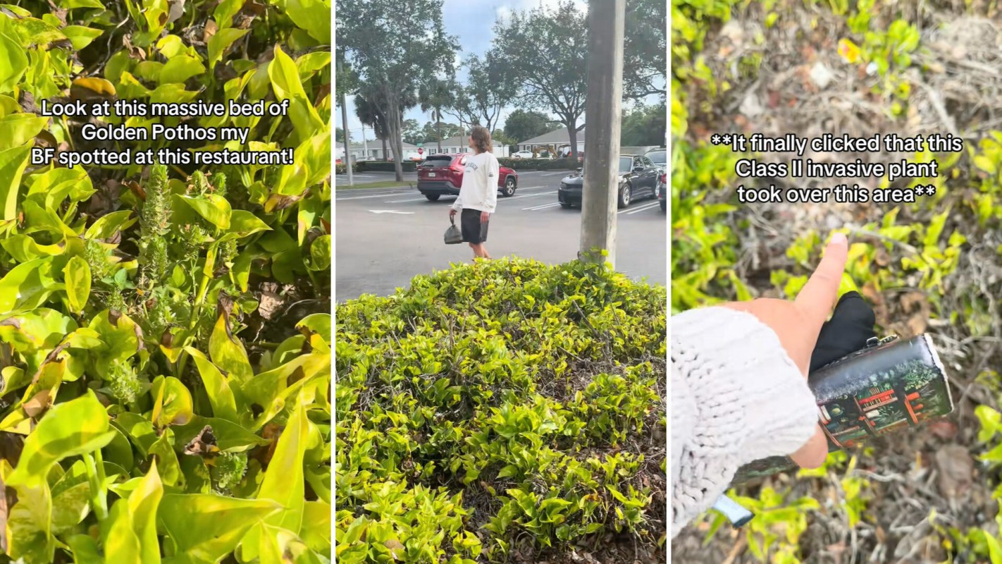 A bed of golden pothos plants is shown, with a person standing nearby and annotations about invasive species.
