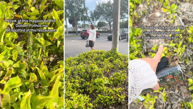 A bed of golden pothos plants is shown, with a person standing nearby and annotations about invasive species.