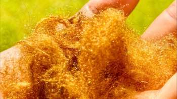 A close-up of a person's hand holding fluffy, shimmering golden strands against a blurred green background.