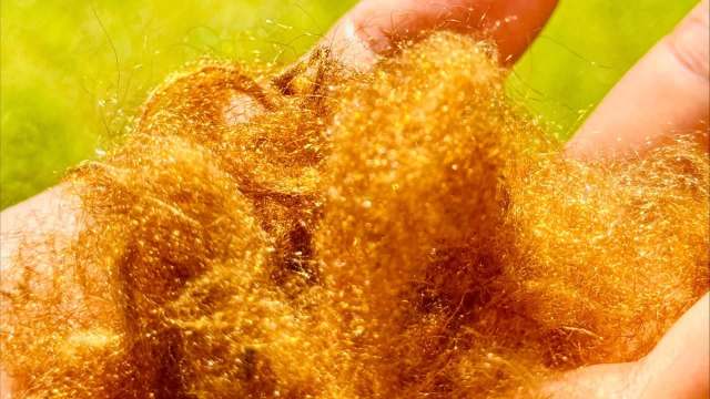 A close-up of a person's hand holding fluffy, shimmering golden strands against a blurred green background.
