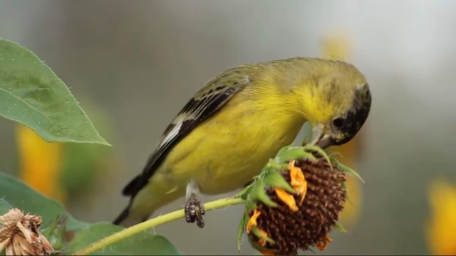 A yellow bird perched on a sunflower seed head, pecking at the seeds.