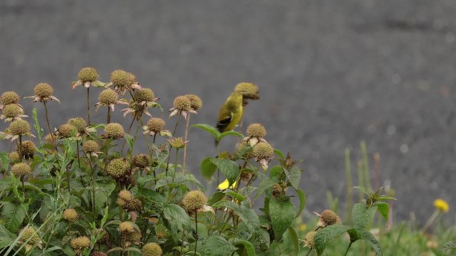 A yellow bird perched among green plants and dried flowers against a blurred gray background.