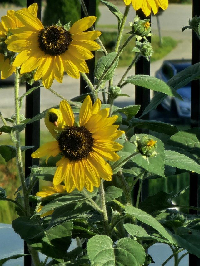 A pair of sunflowers with missing petals. 