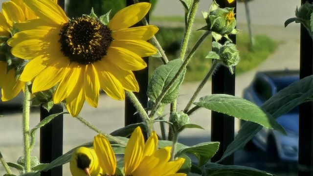 A sunflower missing several petals.