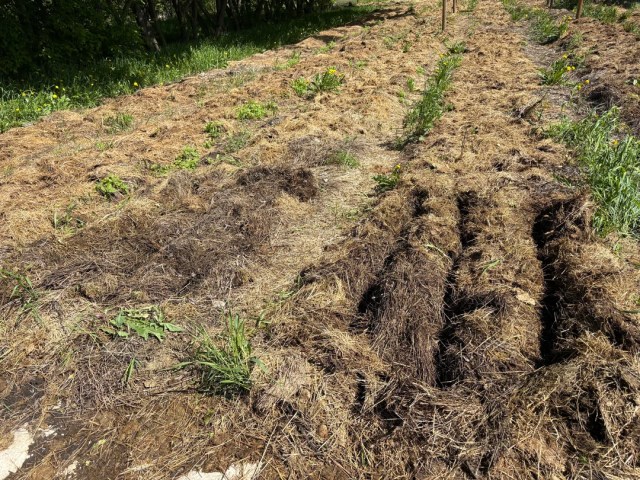 Crop yields beginning to show in a field.