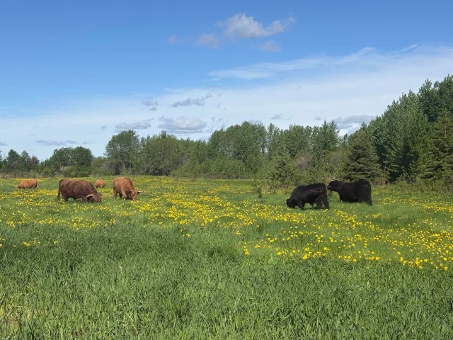 Six cows in a field with long grass and wildflowers.