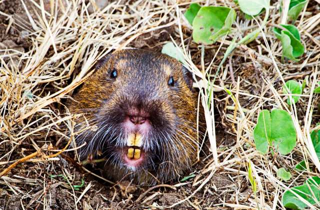 A close-up of a gopher's face emerging from the ground, surrounded by dry grass and green leaves.