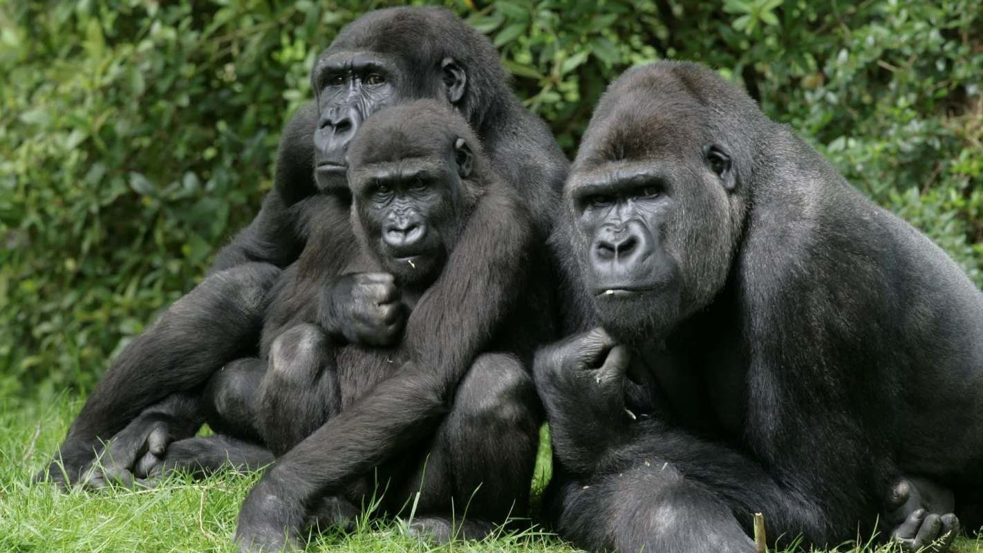 Three gorillas sitting together on the grass.