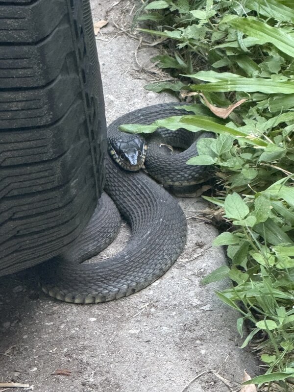 A black snake on an outdoor path between a tire and some plants.