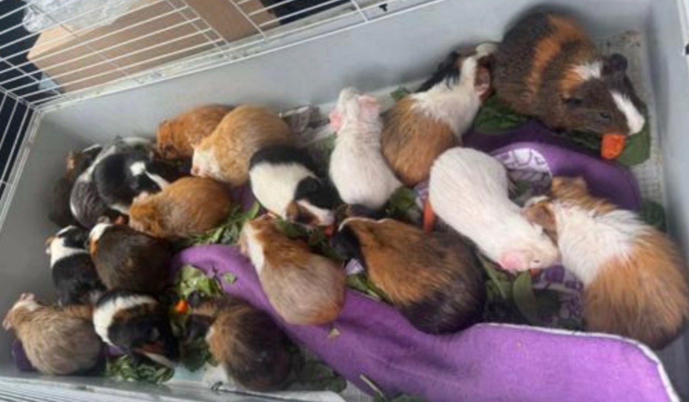 A group of guinea pigs of various colors resting on a blanket with greens and carrots in a large enclosure.