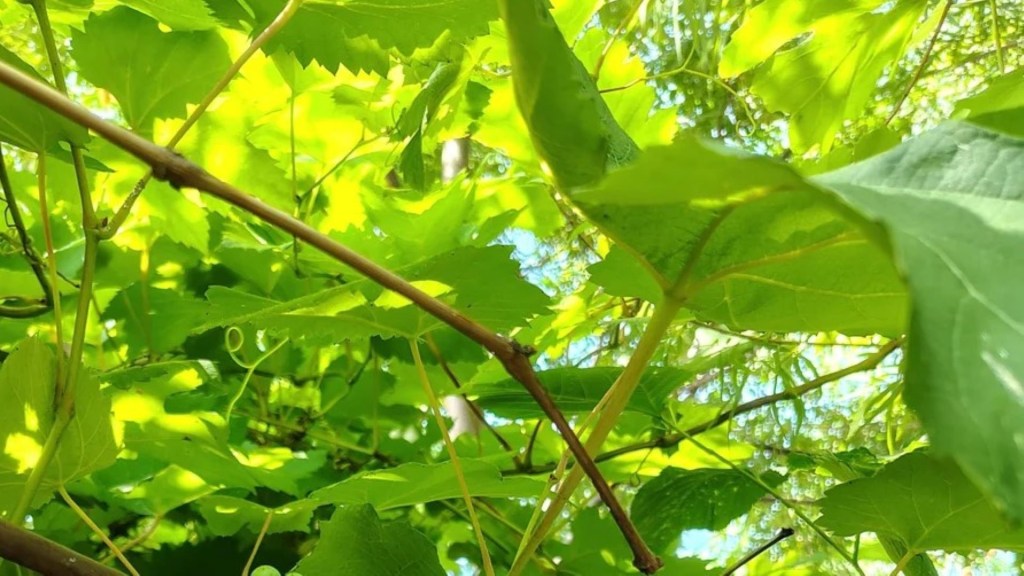 A close-up view of vibrant green leaves and branches illuminated by sunlight.