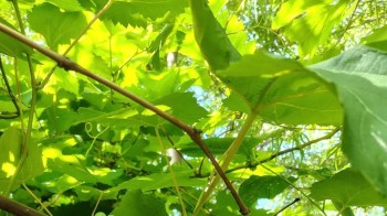 A close-up view of vibrant green leaves and branches illuminated by sunlight.
