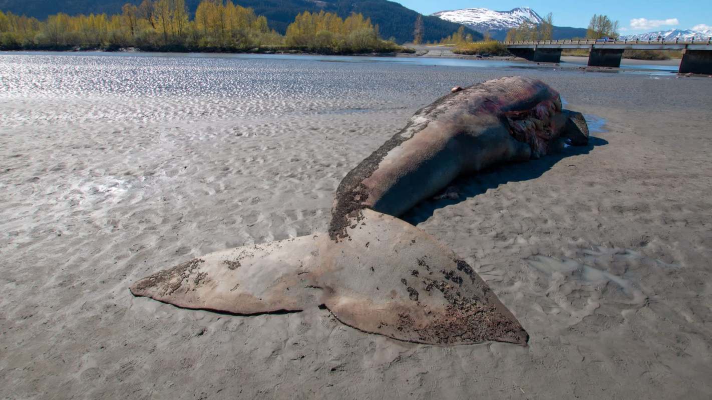 A dead whale lies stranded on a sandy riverbank under a clear blue sky, with mountains in the background.
