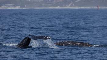 Two gray whales at the surface of calm ocean waters, with one displaying its fluke as it dives.
