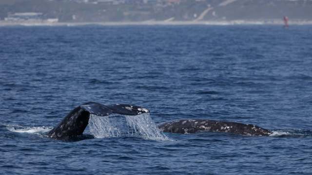 Two gray whales at the surface of calm ocean waters, with one displaying its fluke as it dives.