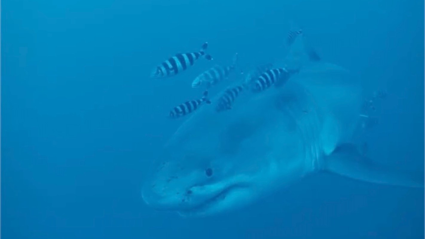 A large shark swimming underwater, surrounded by smaller striped fish.