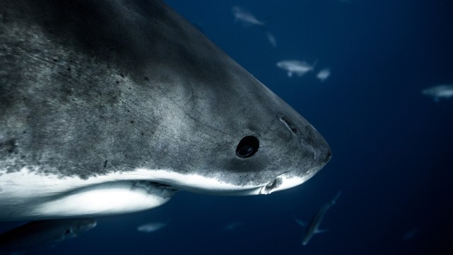 A shark swimming in deep blue water with small fish in the background.