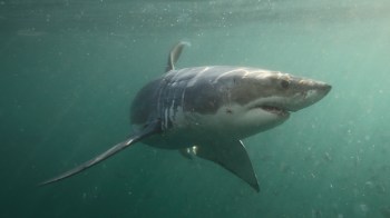 A great white shark swimming gracefully through clear blue water.