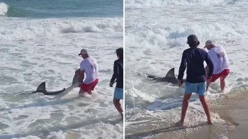 A man in swimwear holds a shark in shallow water while another person assists him on a beach.