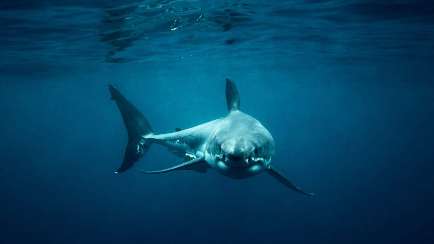 A large shark swimming in deep blue water, with sunlight reflecting on the surface above.