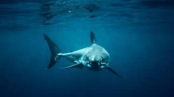 A large shark swimming in deep blue water, with sunlight reflecting on the surface above.