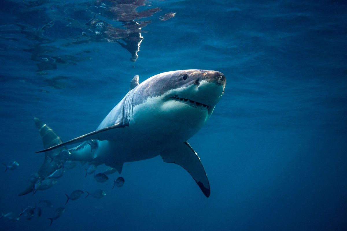 A great white shark swims underwater.