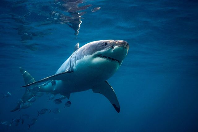 A great white shark swims underwater.