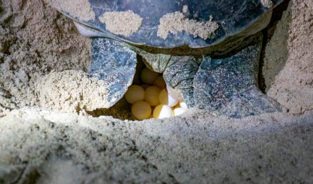 A turtle nesting in sand, revealing a clutch of pale eggs underneath its shell.