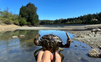A person holding a European green crab.